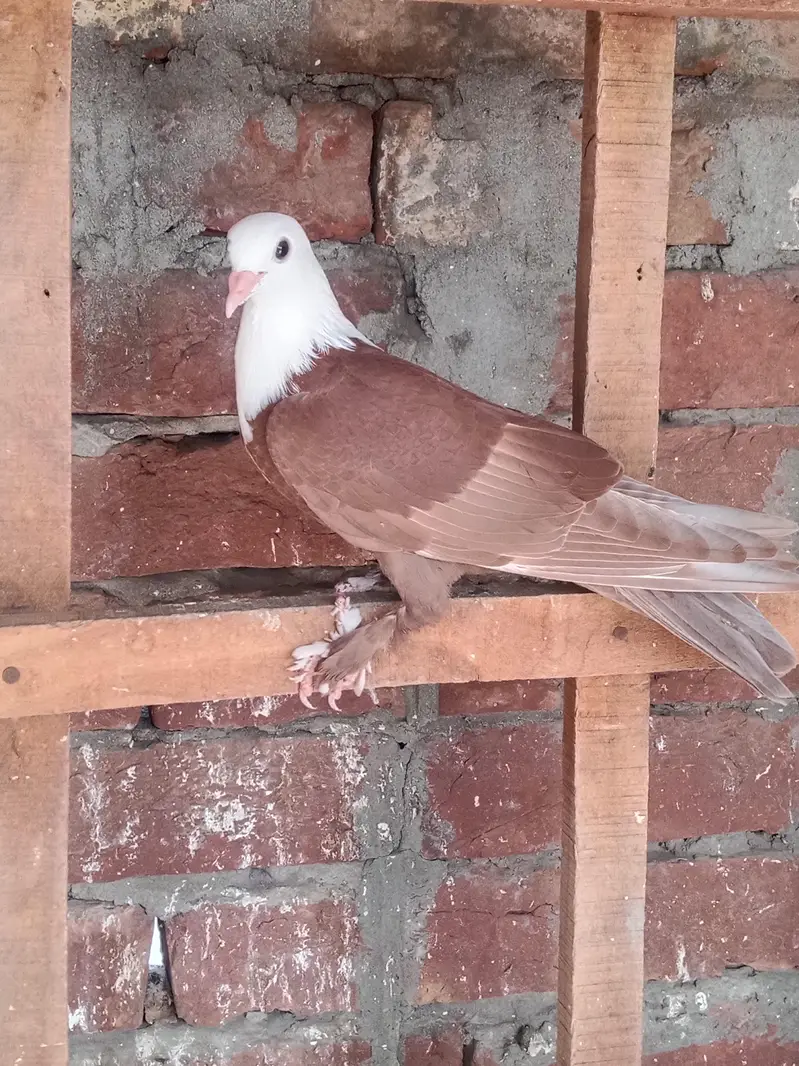karbalai patha for sale location Multan wattsp number 03074889350 — photo 4