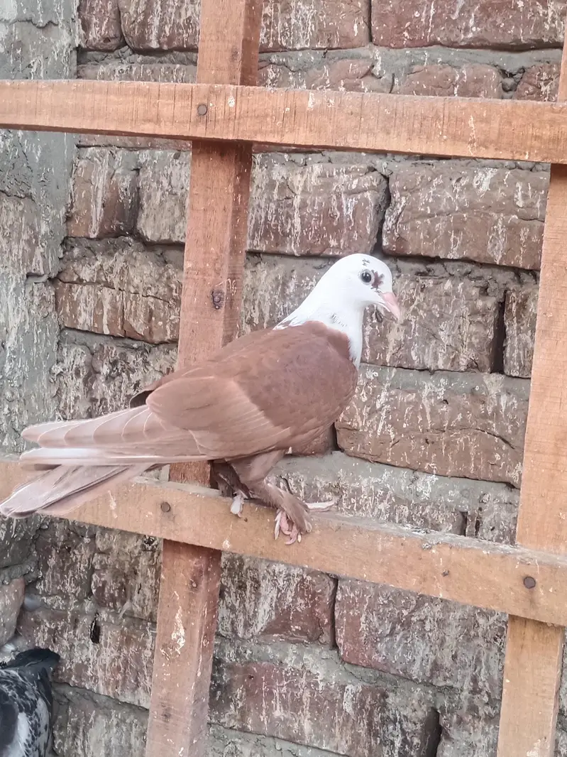 karbalai patha for sale location Multan wattsp number 03074889350 — photo 5