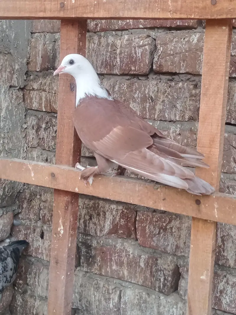 karbalai patha for sale location Multan wattsp number 03074889350 — photo 6