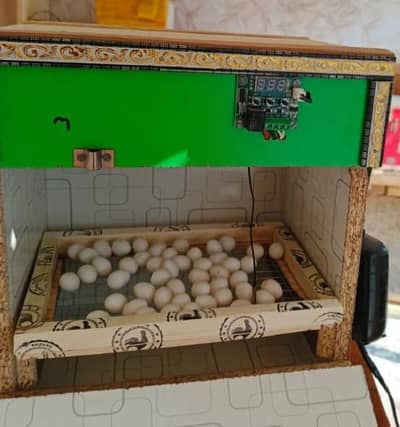 eggs  incubator