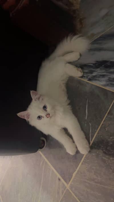 Persian Kitten| punch Face | high quality | double coated |doll face