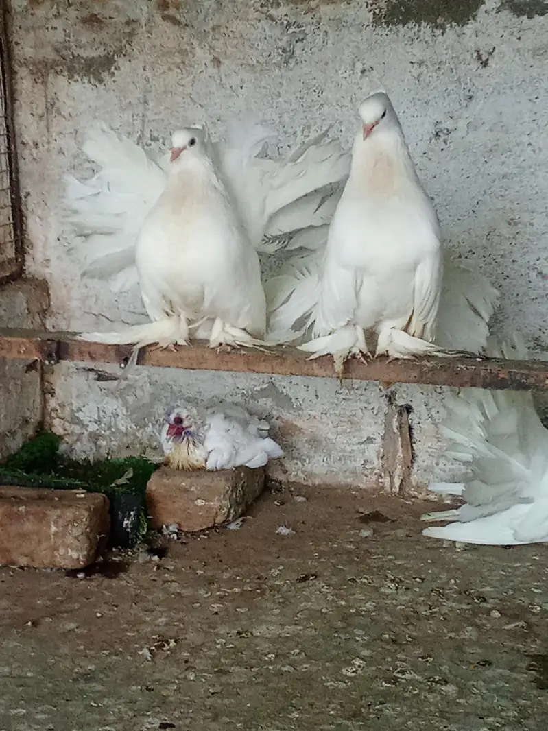 female watup 03159943599 — photo 2