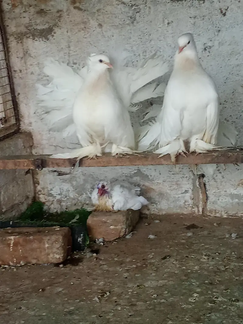 female watup 03159943599 — photo 3