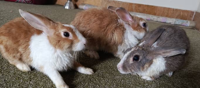 1 Angora (Male), 2 dutch mix (females)