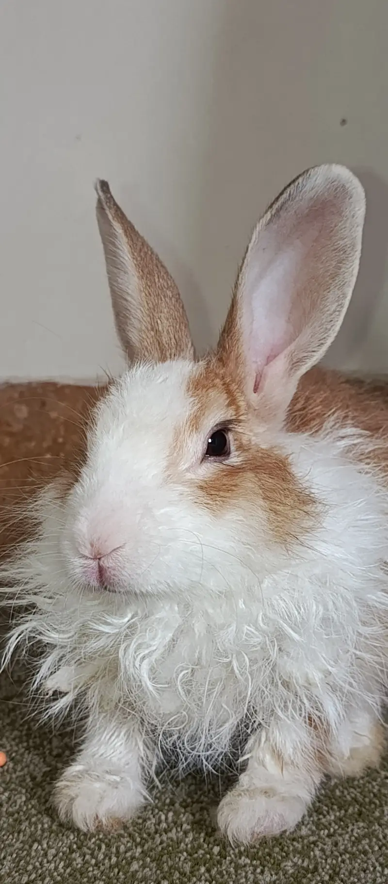 1 Angora (Male), 2 dutch mix (females) — photo 2