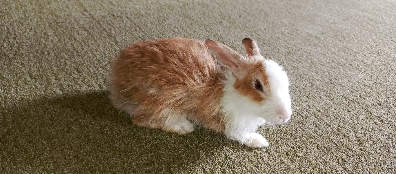 1 Angora (Male), 2 dutch mix (females) — photo 3