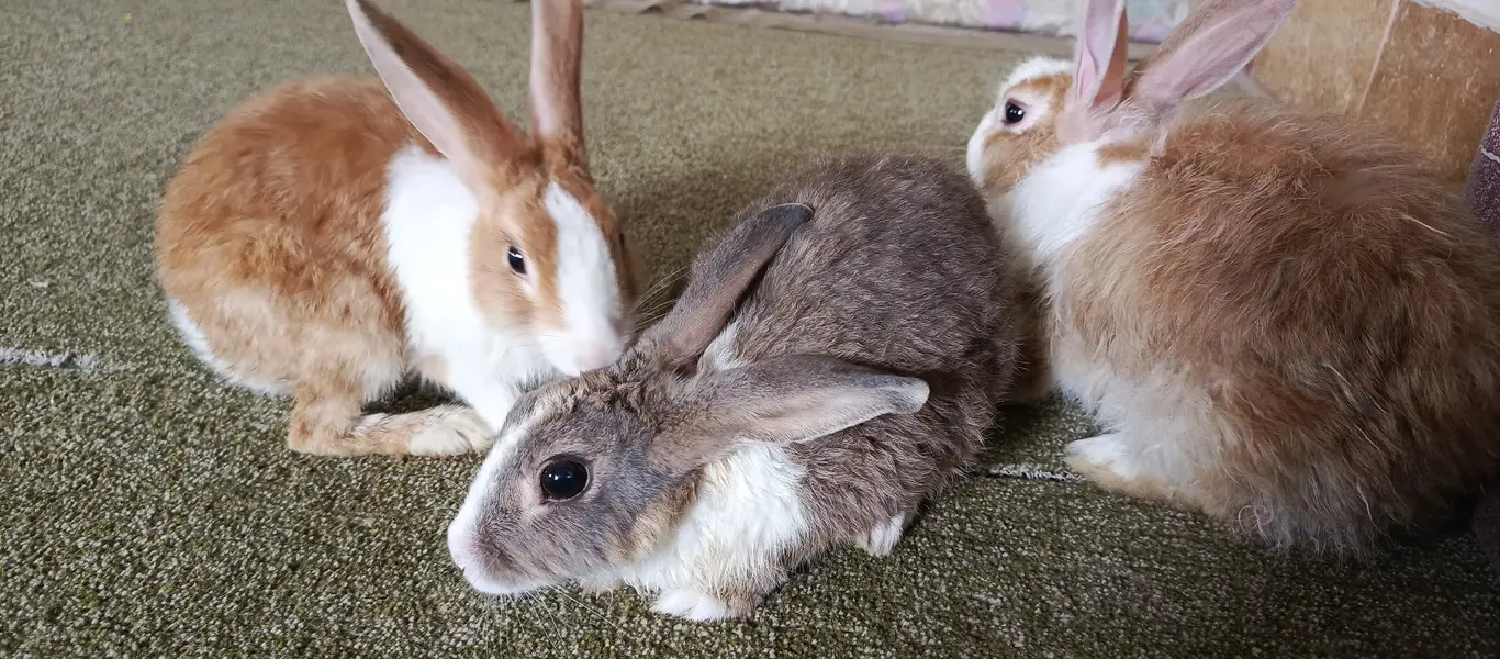 1 Angora (Male), 2 dutch mix (females) — photo 4