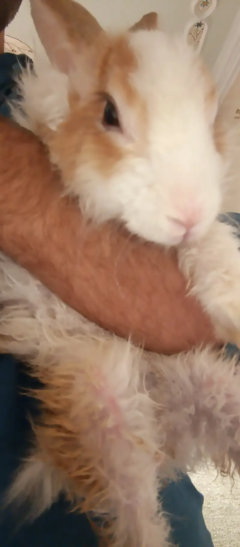 1 Angora (Male), 2 dutch mix (females) — photo 5