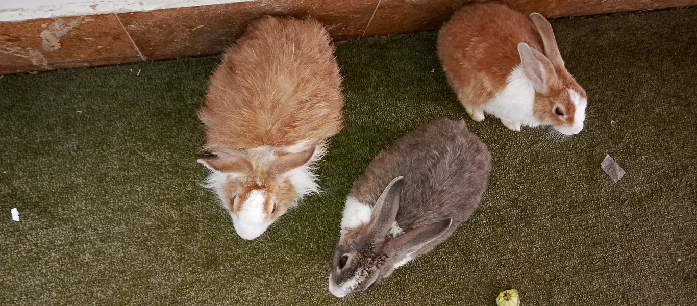 1 Angora (Male), 2 dutch mix (females) — photo 6