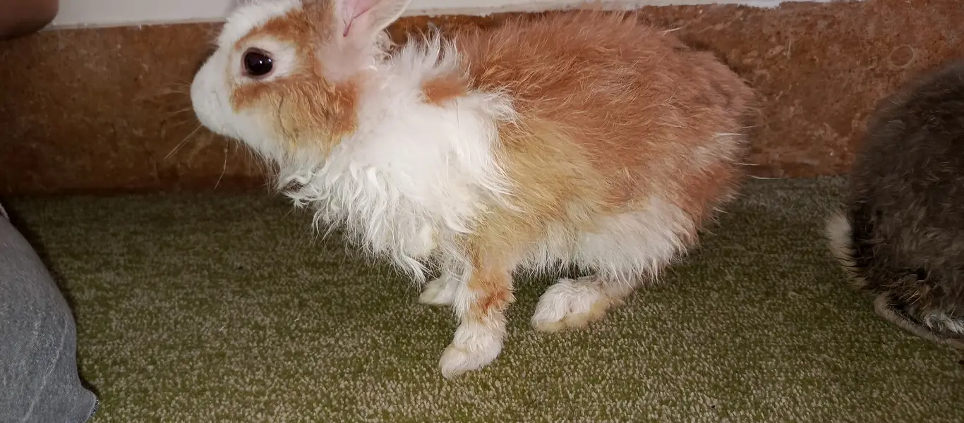 1 Angora (Male), 2 dutch mix (females) — photo 7
