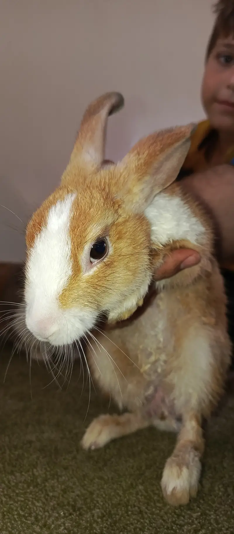 1 Angora (Male), 2 dutch mix (females) — photo 8