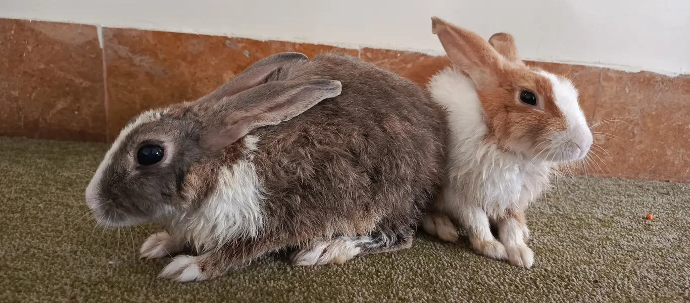 1 Angora (Male), 2 dutch mix (females) — photo 9