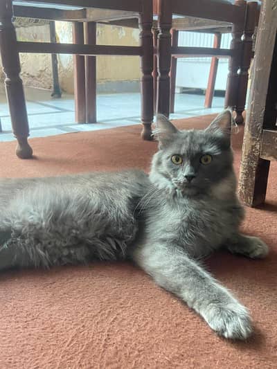 Persian blue grey coated