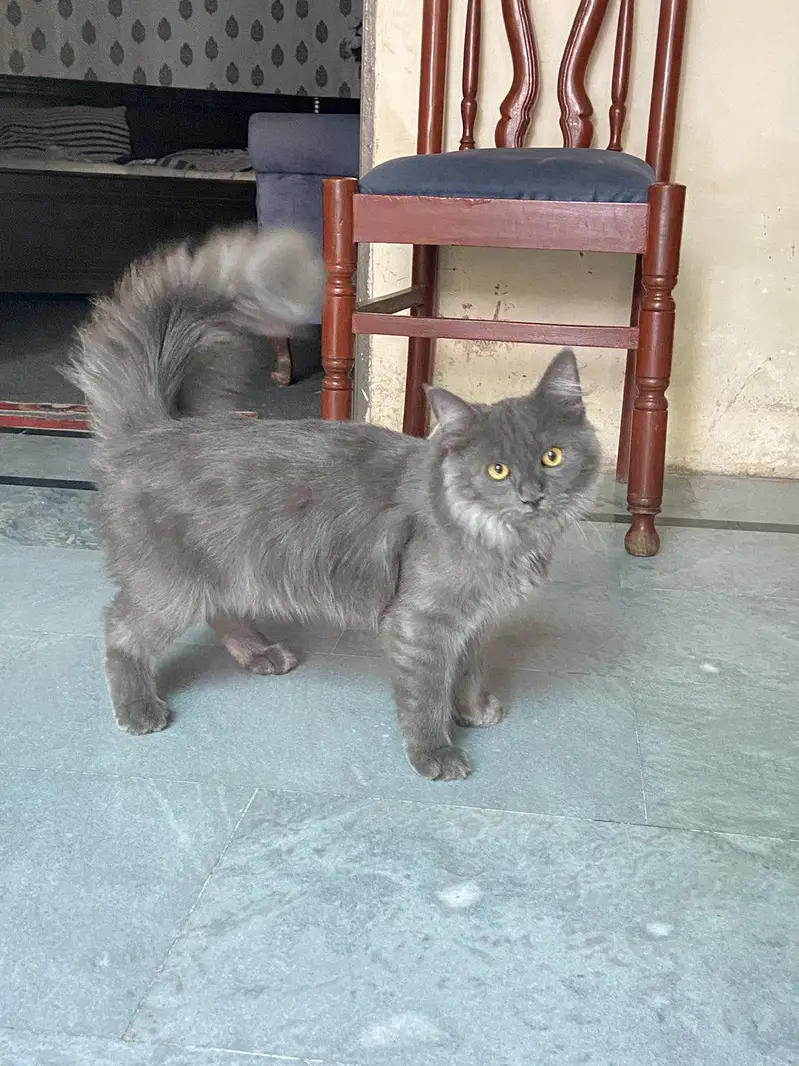 Persian blue grey coated — photo 2