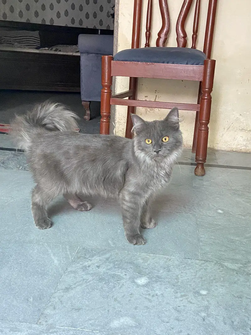 Persian blue grey coated — photo 3