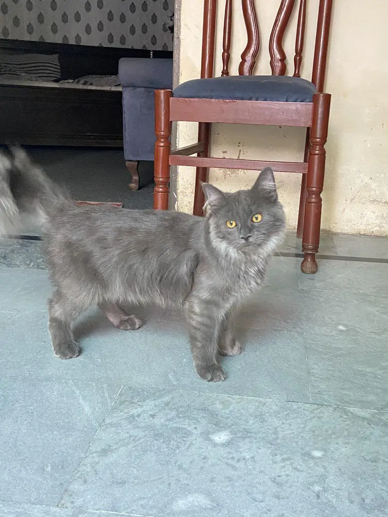 Persian blue grey coated — photo 4