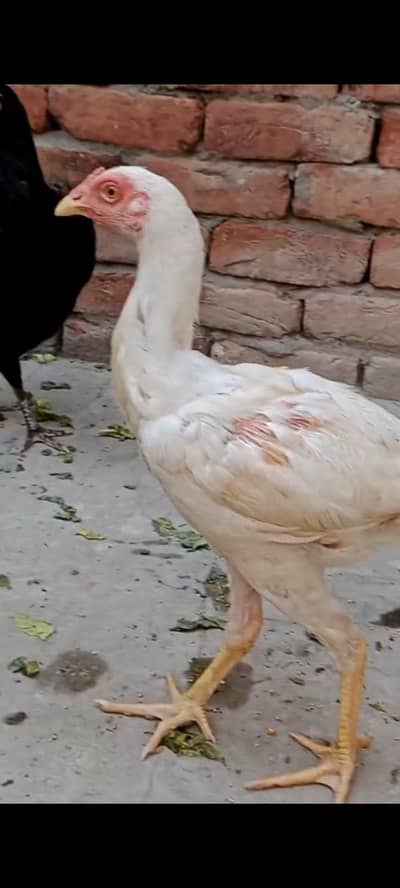 jaga ki waja sell kar Raha ho