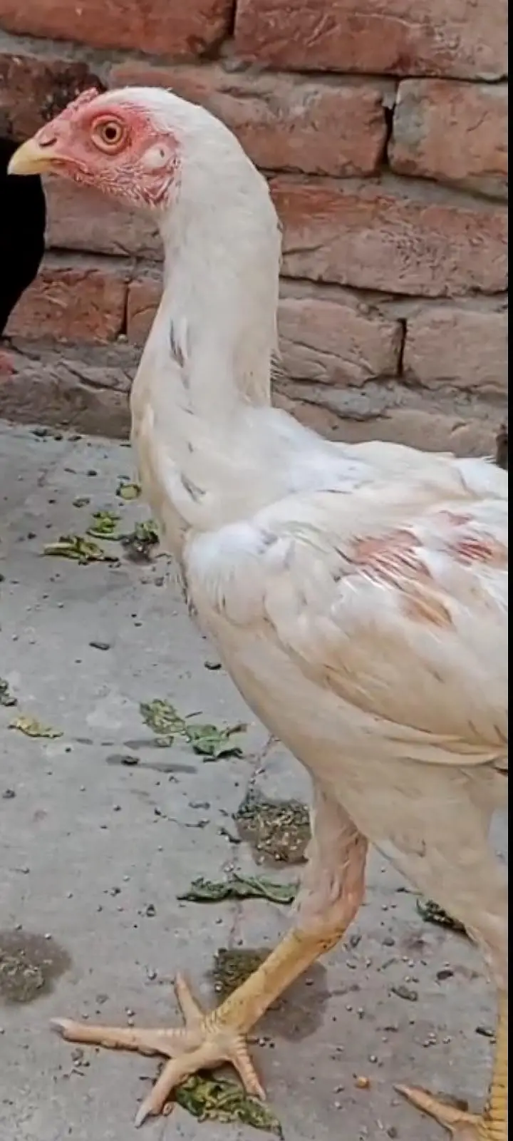 jaga ki waja sell kar Raha ho — photo 2