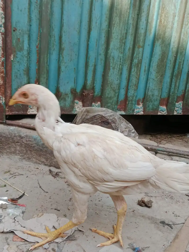 jaga ki waja sell kar Raha ho — photo 3