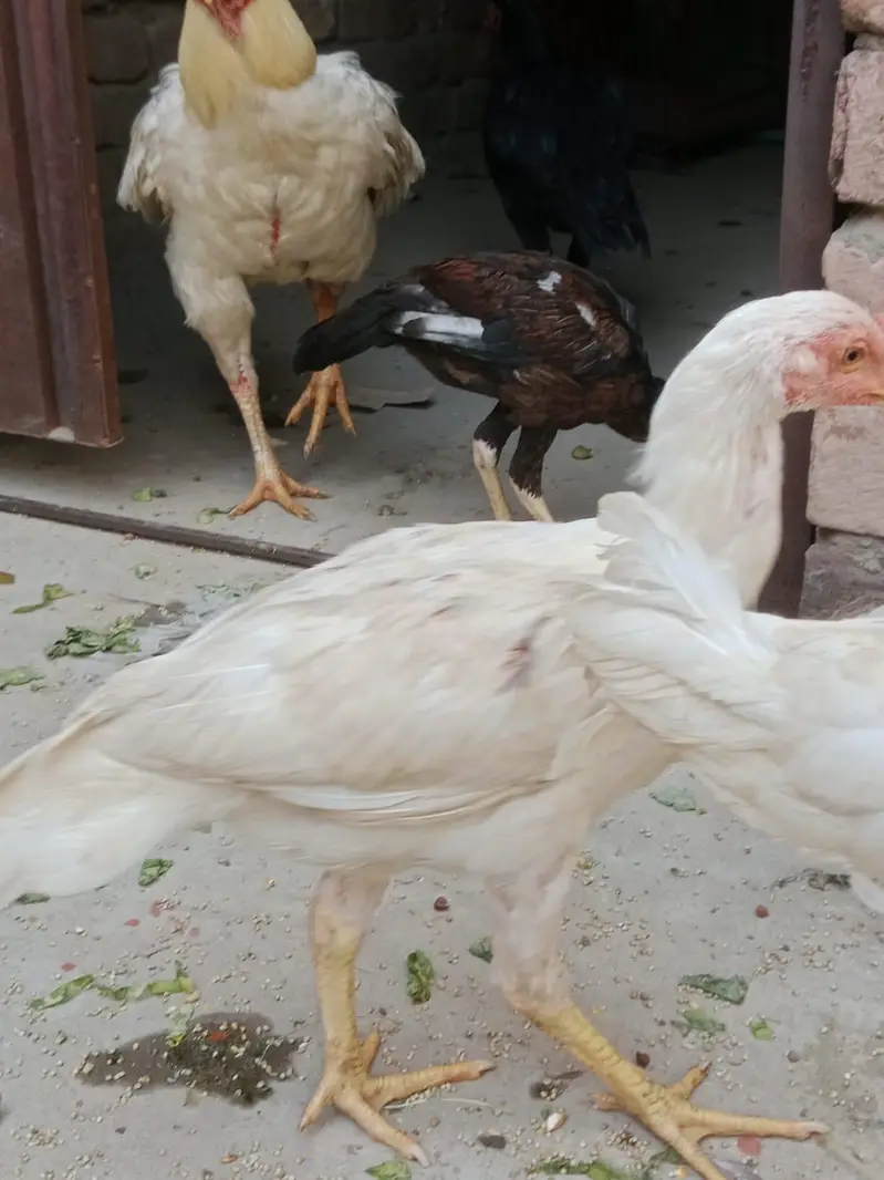 jaga ki waja sell kar Raha ho — photo 4