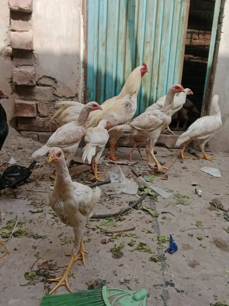 jaga ki waja sell kar Raha ho — photo 5