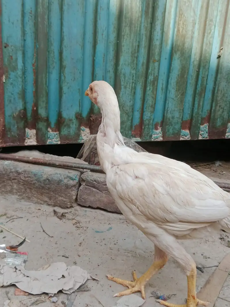 jaga ki waja sell kar Raha ho — photo 6