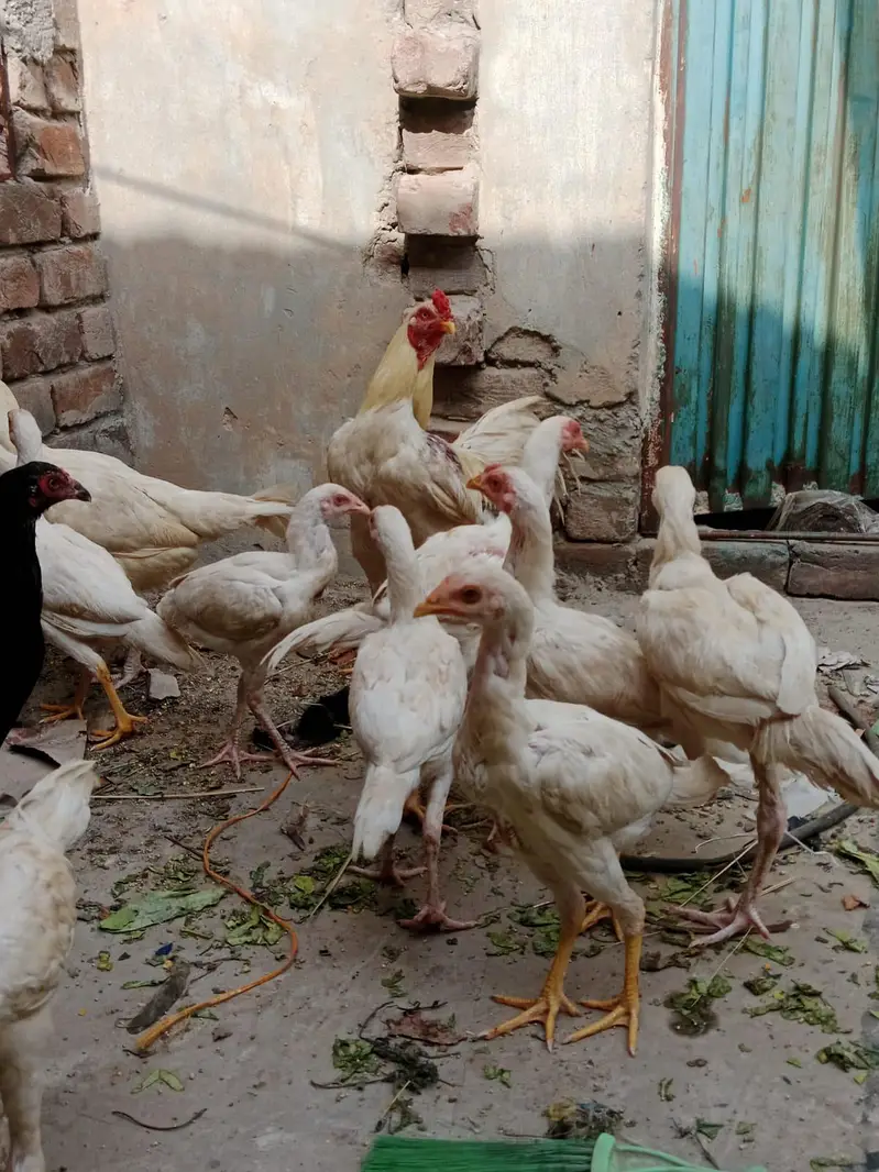 jaga ki waja sell kar Raha ho — photo 7