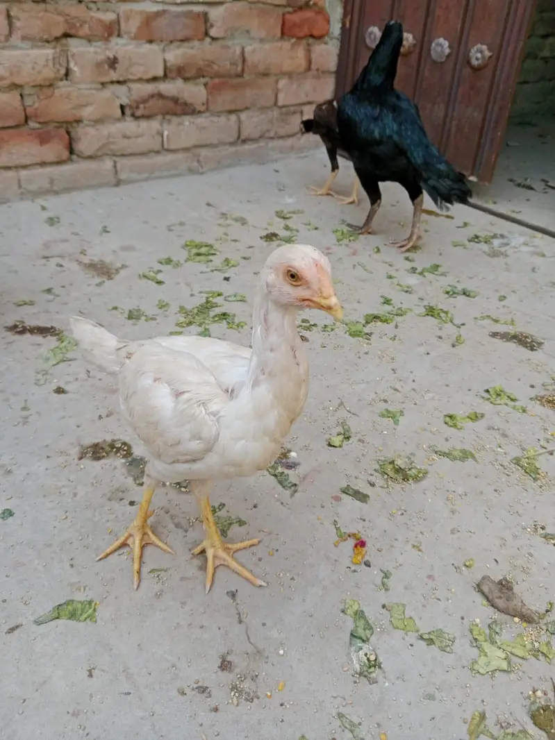 jaga ki waja sell kar Raha ho — photo 8