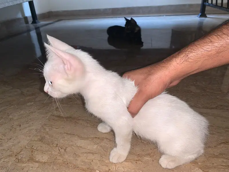 1  black kittens, 1 brownish black cat and 1 white cat (odd eyes) — photo 2