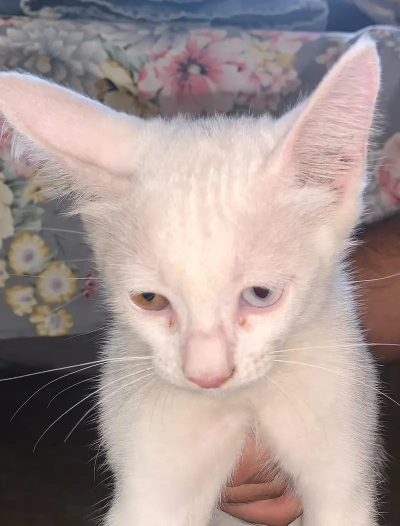 1  black kittens, 1 brownish black cat and 1 white cat (odd eyes) — photo 3