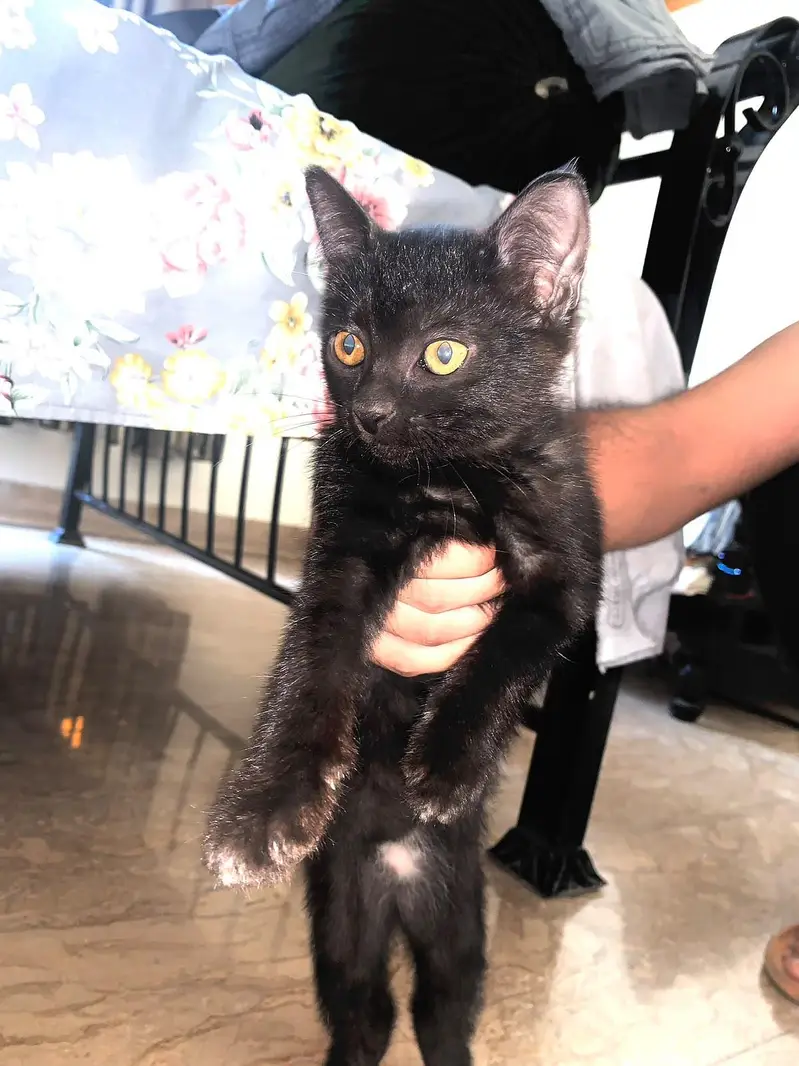 1  black kittens, 1 brownish black cat and 1 white cat (odd eyes) — photo 4