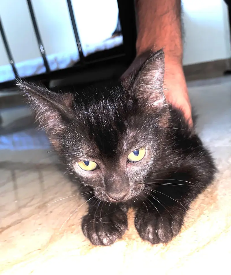 1  black kittens, 1 brownish black cat and 1 white cat (odd eyes) — photo 5