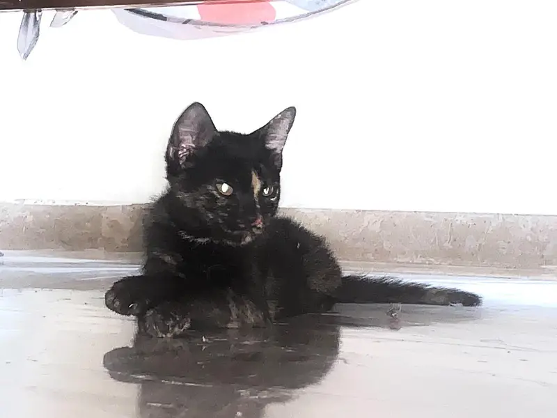 1  black kittens, 1 brownish black cat and 1 white cat (odd eyes) — photo 6