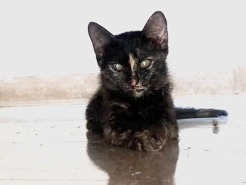 1  black kittens, 1 brownish black cat and 1 white cat (odd eyes) — photo 7
