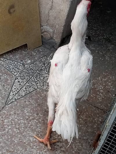 white shamo male