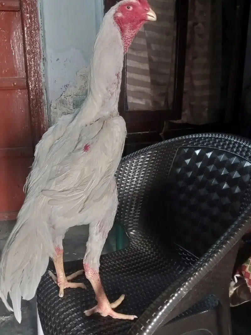 white shamo male — photo 5