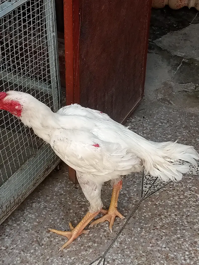 white shamo male — photo 6