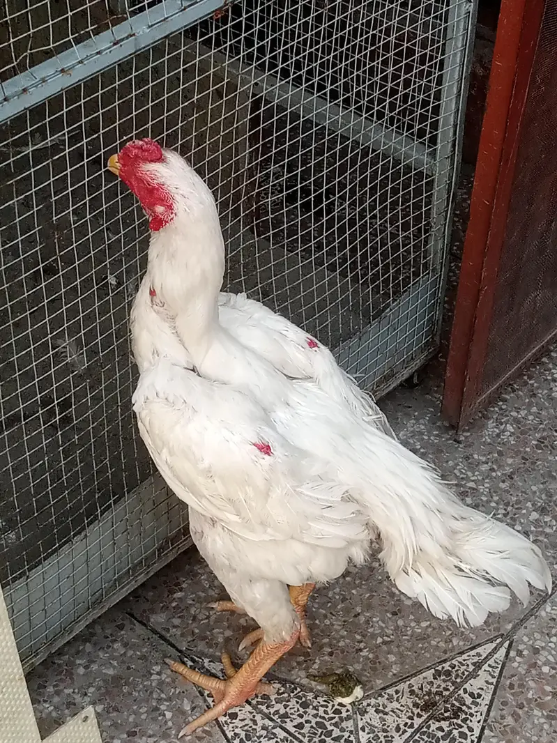 white shamo male — photo 7