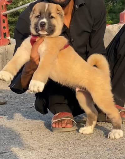 Afghan Kuchi Dog's For sale