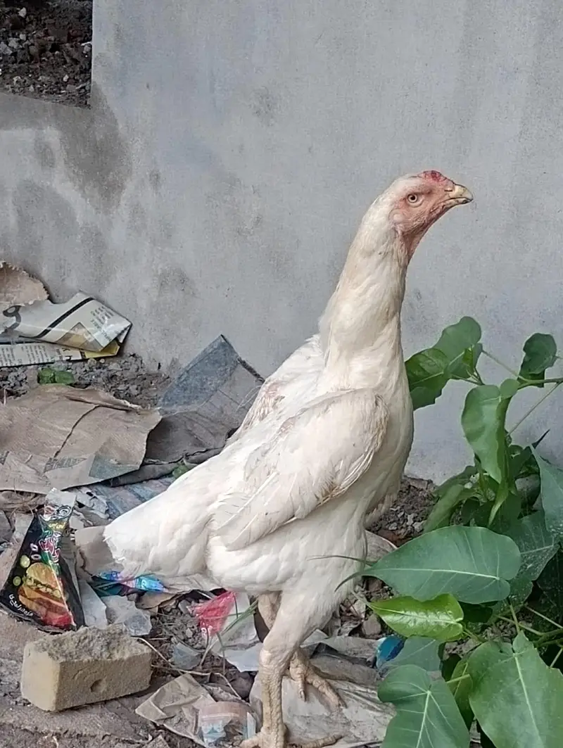 shamo pair phone number 03247650607waht app pa rabta Kara shukriya — photo 3