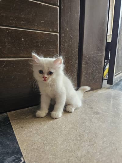 kittens