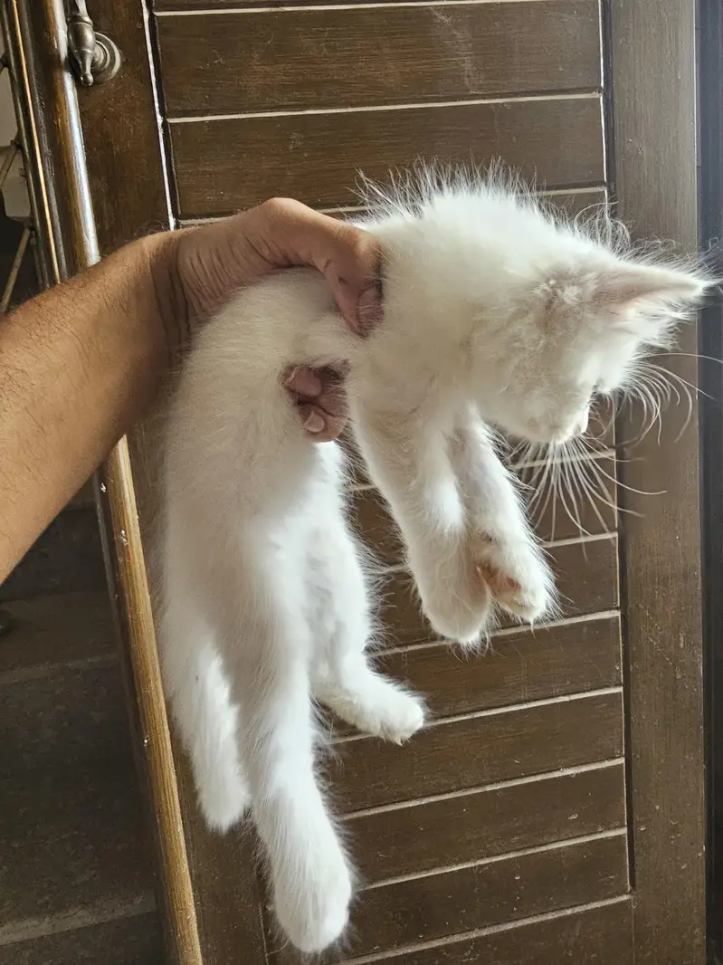 kittens — photo 3
