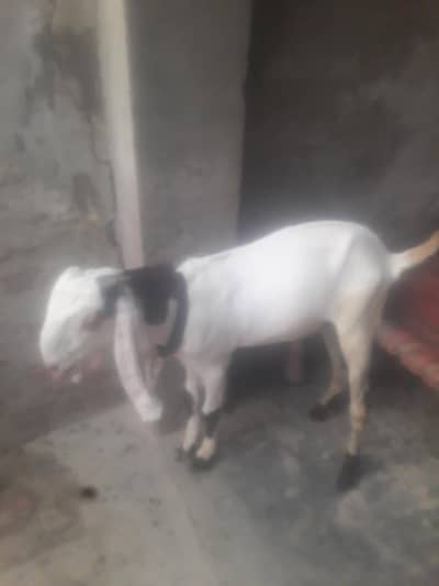 Rajanpuri Desi Bakra WhatsApp 03472562038