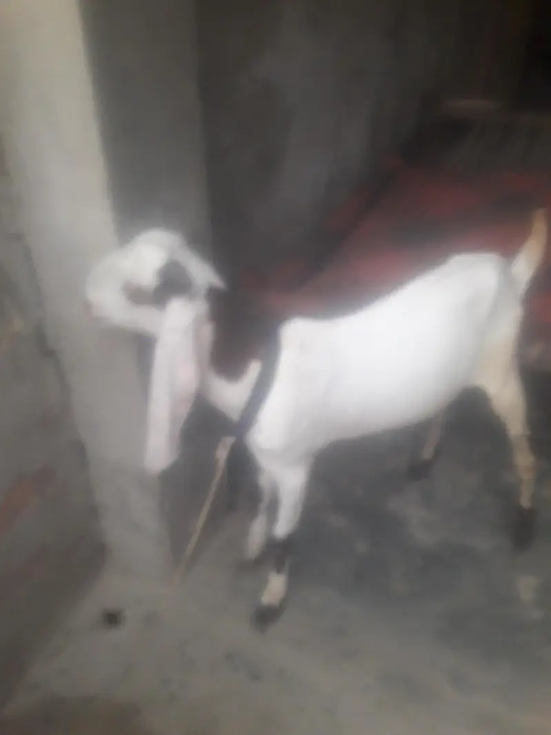 Rajanpuri Desi Bakra WhatsApp 03472562038 — photo 2