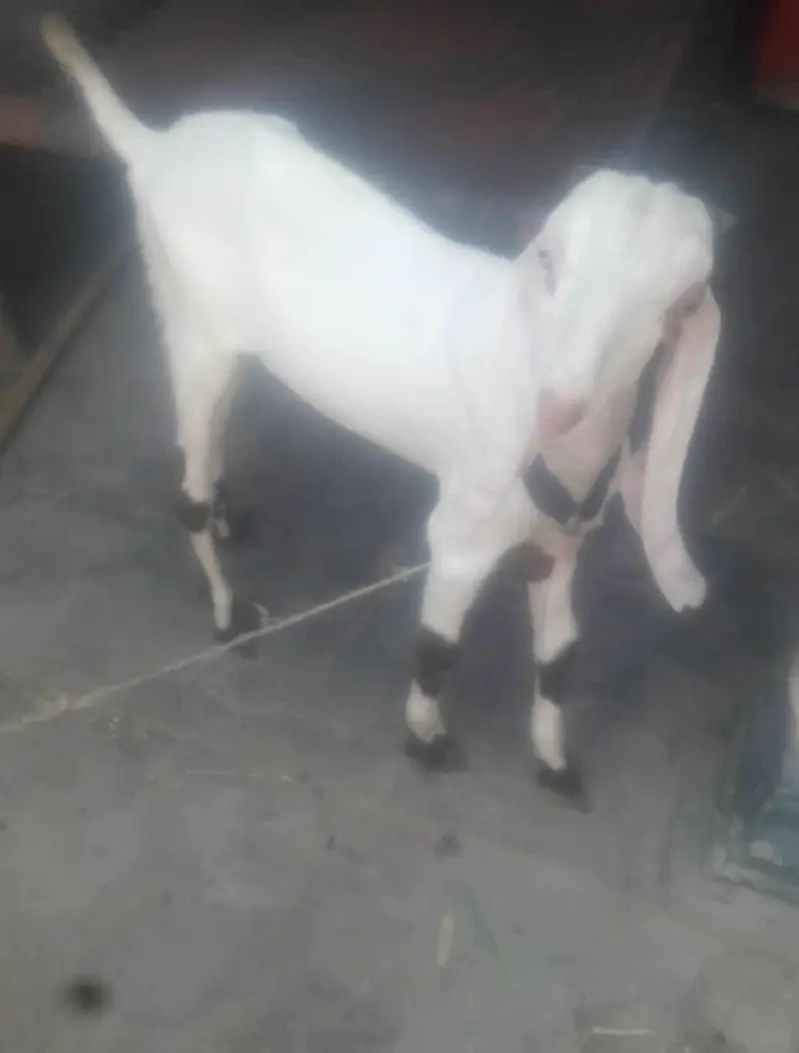 Rajanpuri Desi Bakra WhatsApp 03472562038 — photo 3