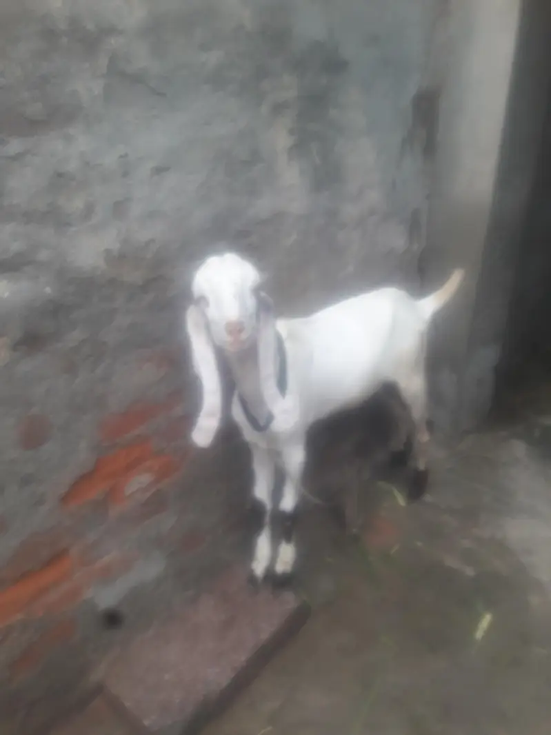 Rajanpuri Desi Bakra WhatsApp 03472562038 — photo 6