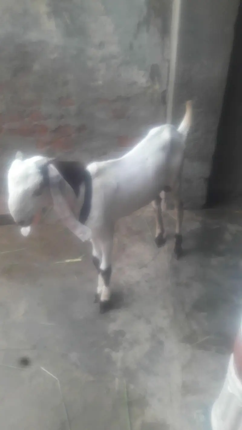 Rajanpuri Desi Bakra WhatsApp 03472562038 — photo 7