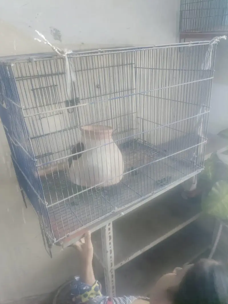 Parrot cage — photo 2