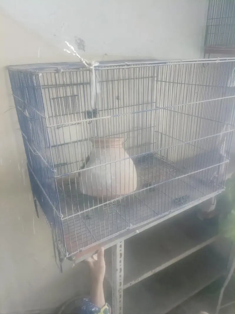Parrot cage — photo 3