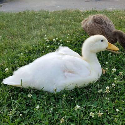 White Ducks